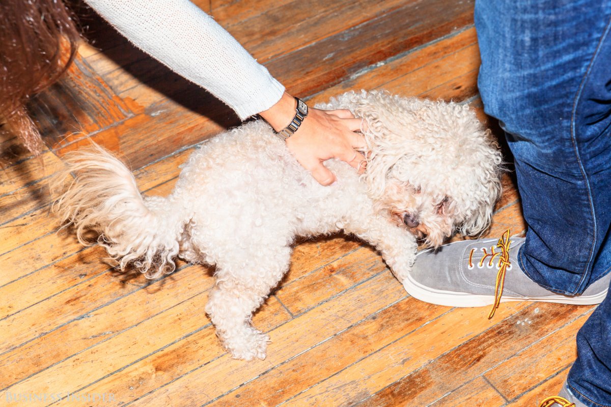 mohrers-sassy-dog-winston-had-a-lot-to-say-during-the-meeting-ubers-manhattan-office-is-dog-friendly-however-on-the-day-we-visited-he-was-the-only-pup-in-the-office