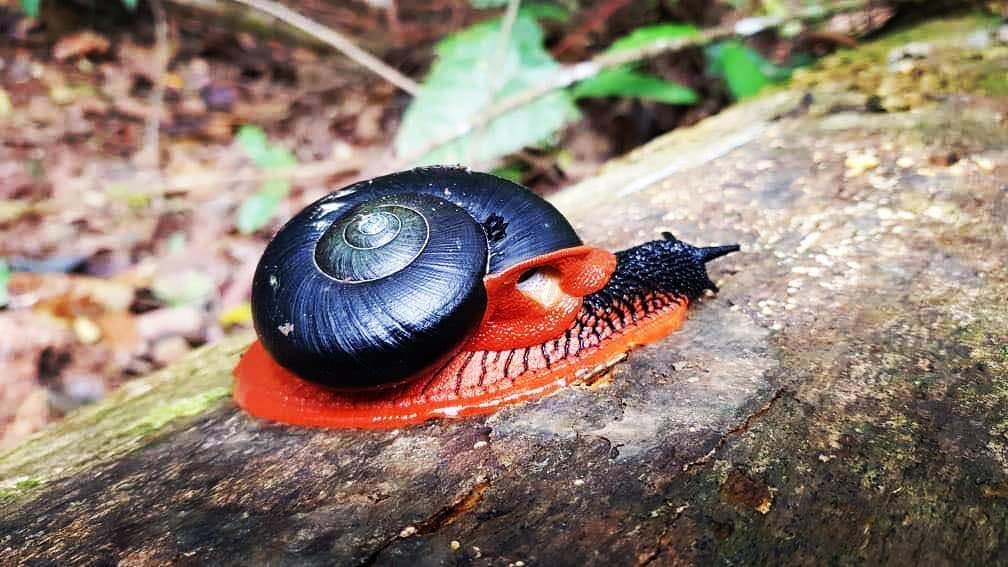 Ετικέτα: fire snail | It's Possible